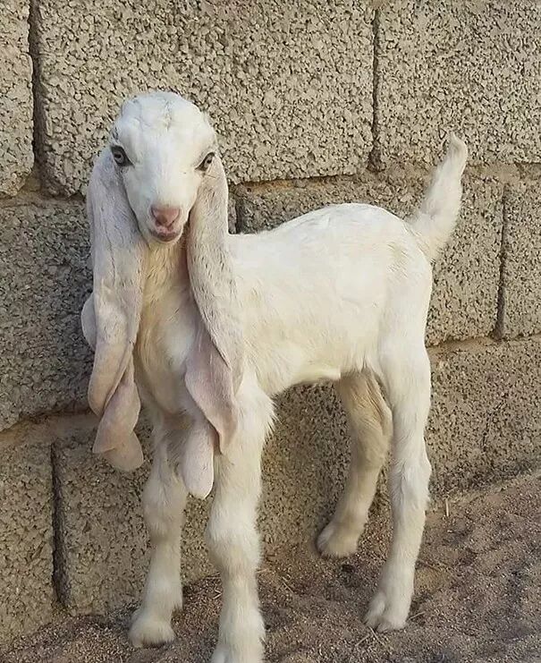 沙特阿拉伯的土豪们, 从2008年开始办"世界上最美丽的羊"选美大赛