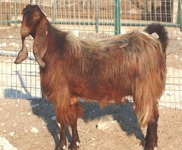 被沙特土豪炒到6万美刀一只的选美级羊咩咩…竟然长这个鬼样?