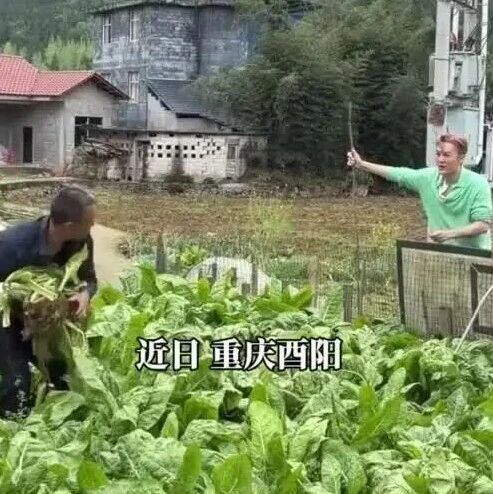 吴克群出100元买大爷手中菜被拒:&ldquo;你宁愿喂猪也不卖我&rdquo;,网友:这菜就是用来喂猪的,大爷不想占便宜