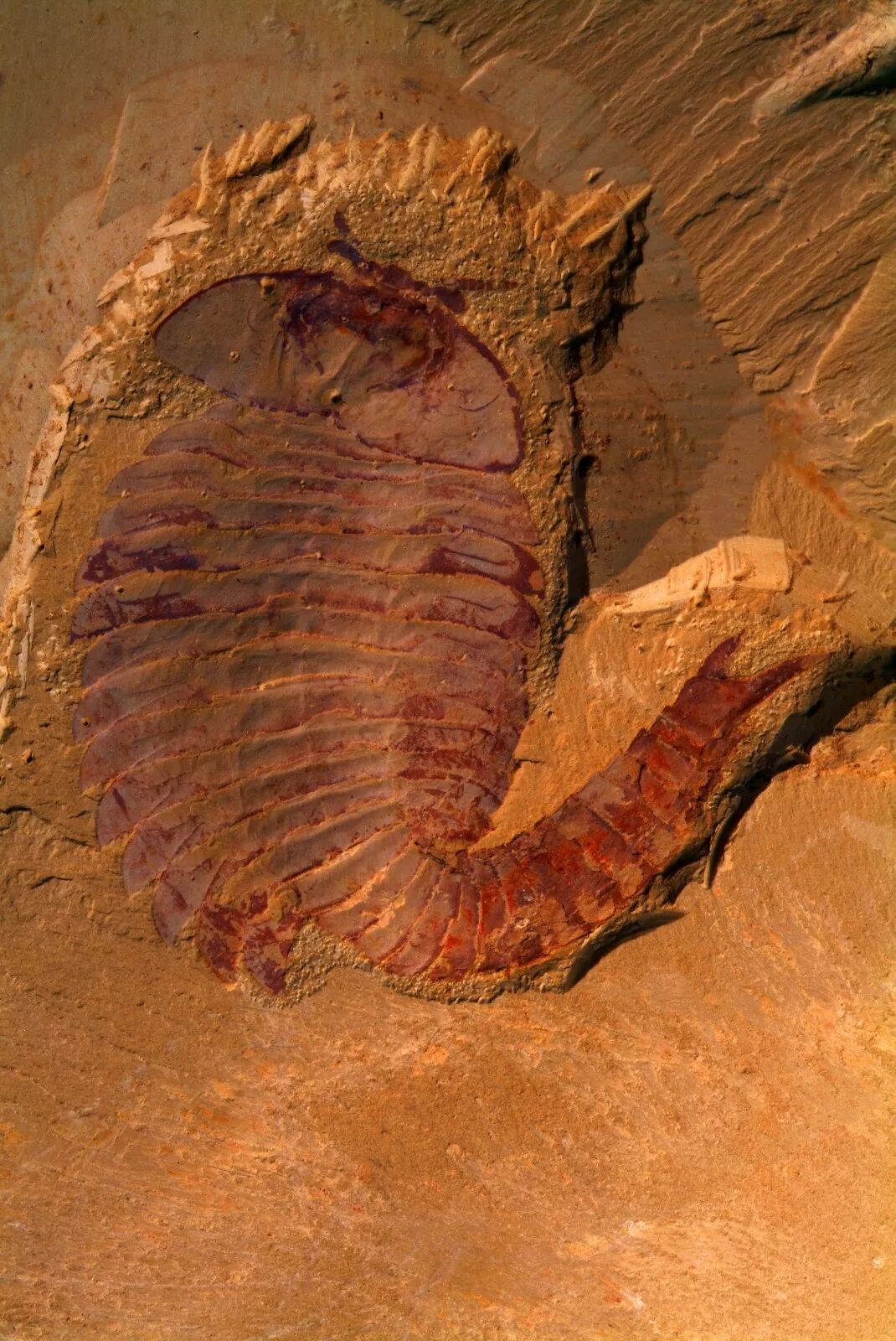 澄江化石地宣传口号征集令到，万元奖金等你拿！ 自由微信 FreeWeChat