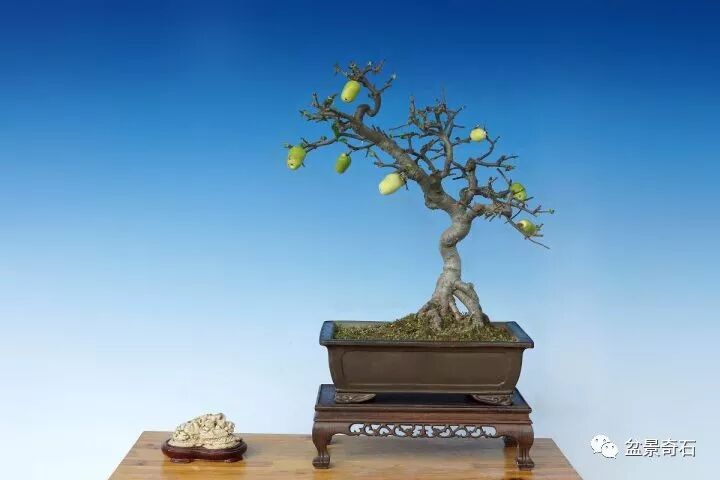 木瓜海棠盆景如何制作 - 朱泽如-ティン的主页