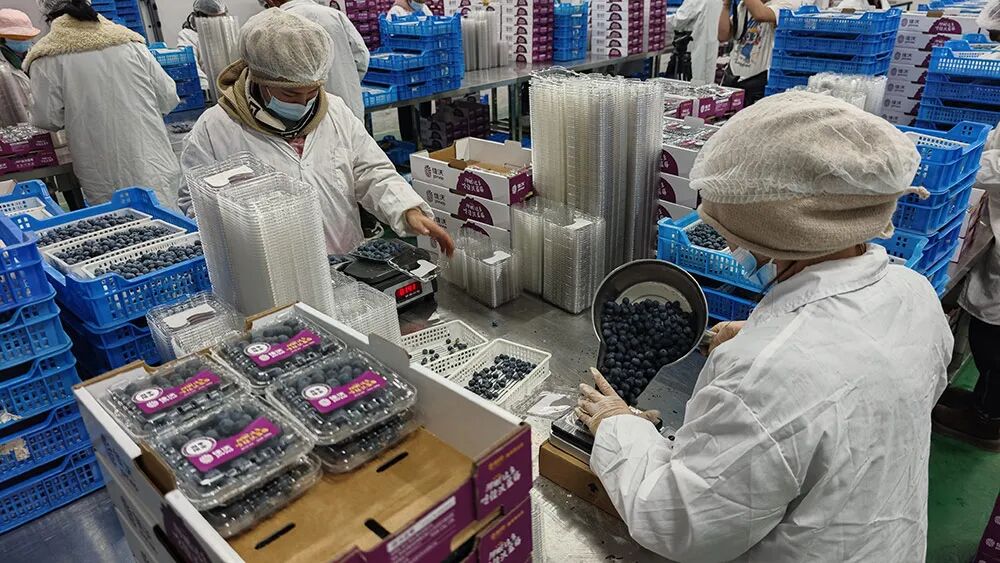 工人在冷库车间工作