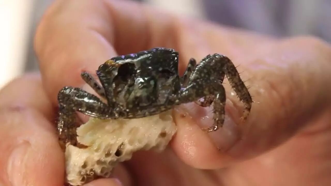 是的,皮皮虾的锤子可不是吃素的