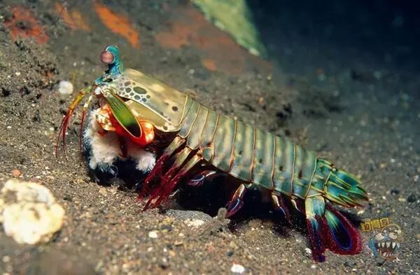 1 皮皮虾,其实不是虾 是的,它其实是属于口足类中的虾蛄,今天说的这种