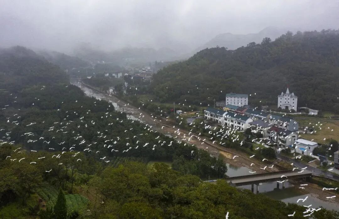 太震撼 绍兴一小学附近 超万只白鹭齐飞 全网搜