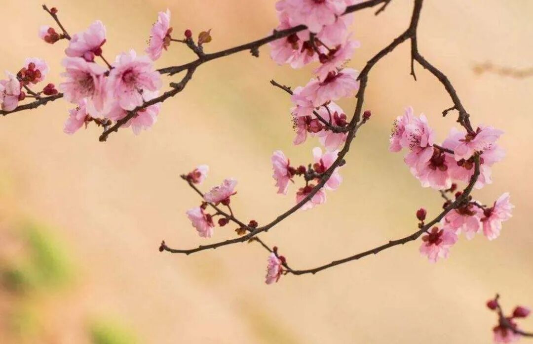 21辛丑年3月5日 4月4日 辛卯月 桃花月 流月运势 易经文学91网