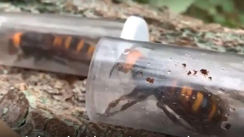 美国人全副武装去摧毁杀人蜂巢穴，结果还差点儿让蜂后给跑了..（组图） - 16