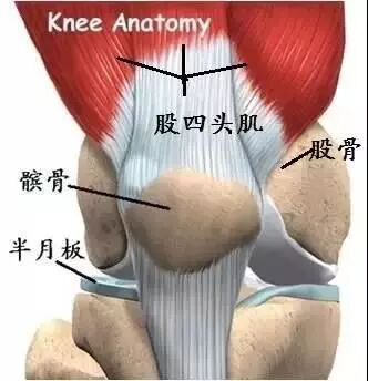 膝关节软骨退化的信号