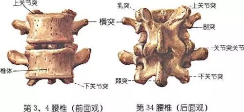 腰疼就是腰椎间盘突出症？你错了(图5)