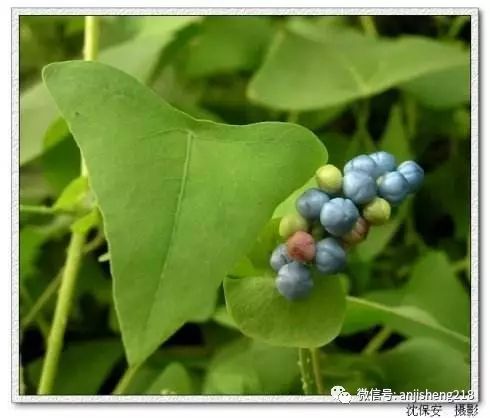 这个草药有很多别名,比如说犁头刺藤,老虎利,雷公藤,霹雳木,方胜板,倒