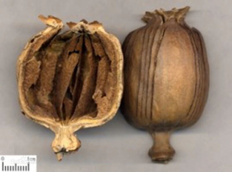 罂粟|【警惕】吃大盘鸡还点了啤酒，这群人全被查出“毒驾”！问题出哪了