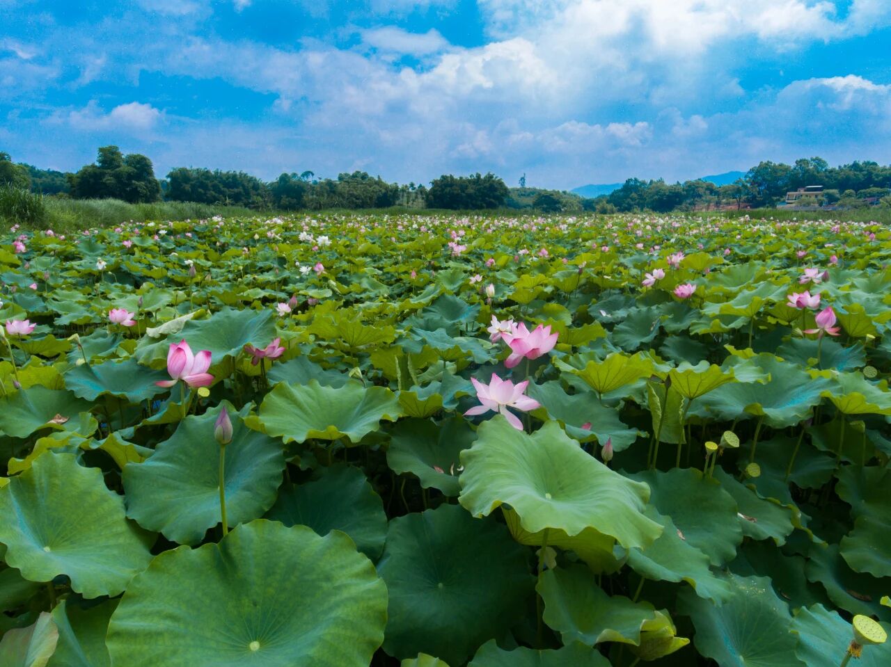 荷花|荷花开啦！韶关这些免费赏荷圣地，你知道几个？