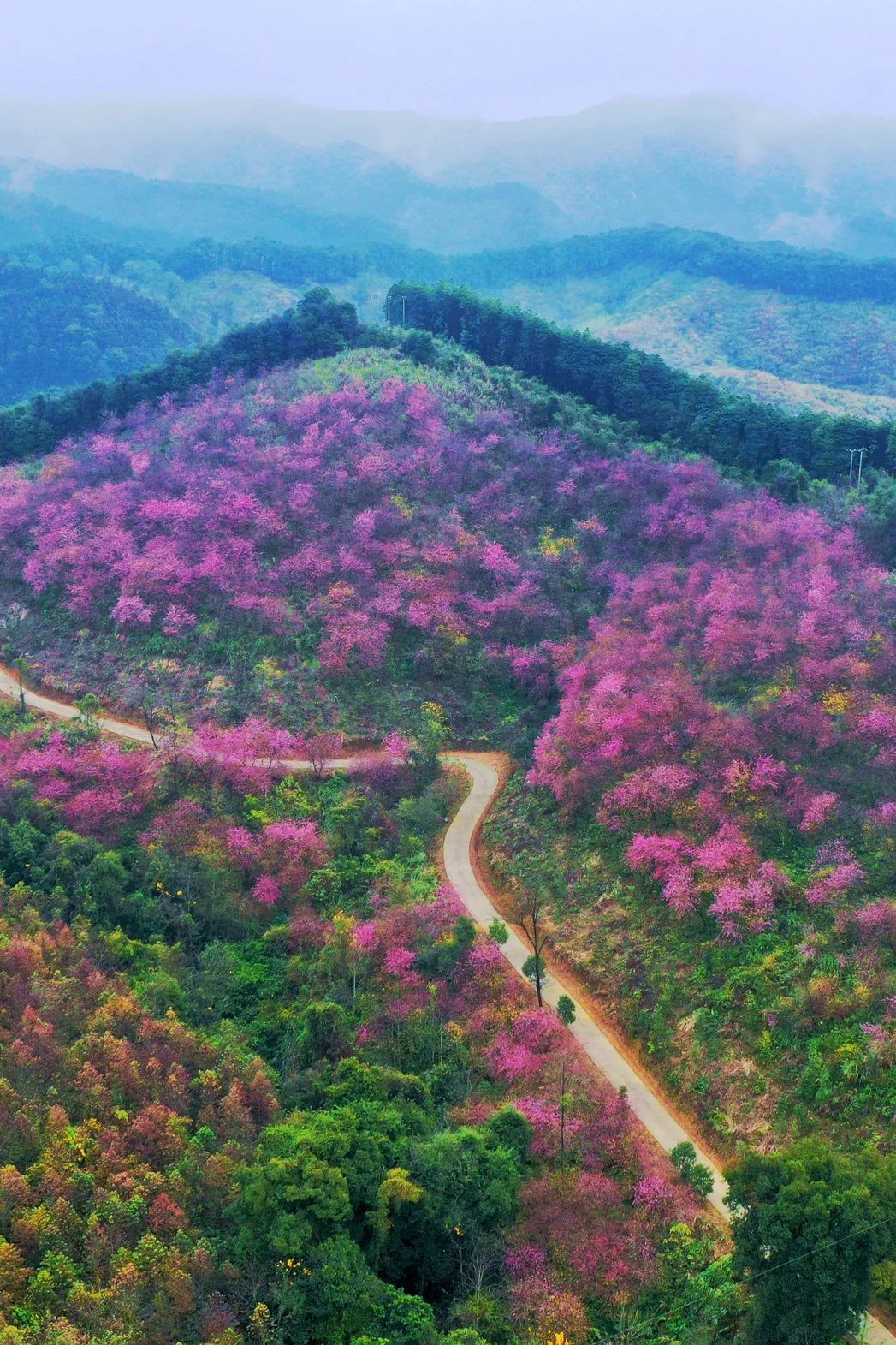 韶关近郊樱花盛开