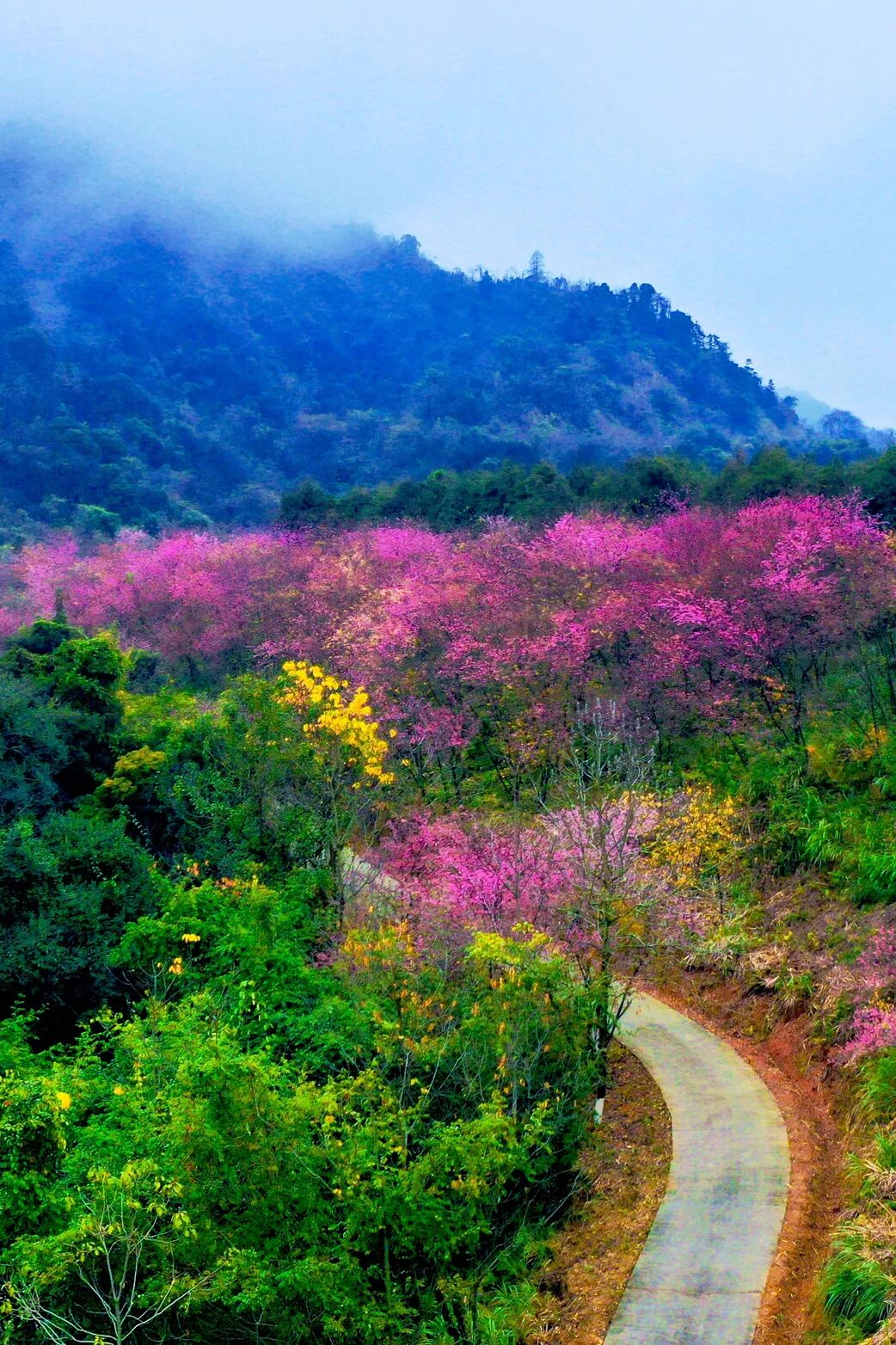 韶关近郊樱花盛开