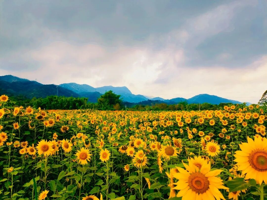 *新透露！2023年，广州增城13镇街这样干！