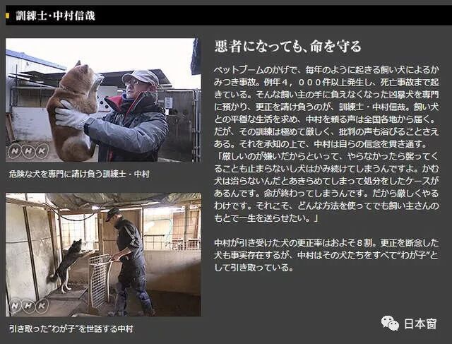 日本驯犬师镜头前打狗引发众怒 知道原因后所有人都沉默了 果然有房 微信公众号文章阅读 Wemp