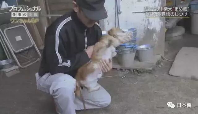 日本驯犬师镜头前打狗引发众怒 知道原因后所有人都沉默了 果然有房 微信公众号文章阅读 Wemp