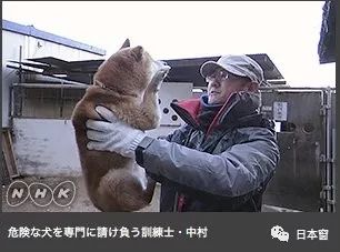 日本驯犬师镜头前打狗引发众怒 知道原因后所有人都沉默了 果然有房 微信公众号文章阅读 Wemp