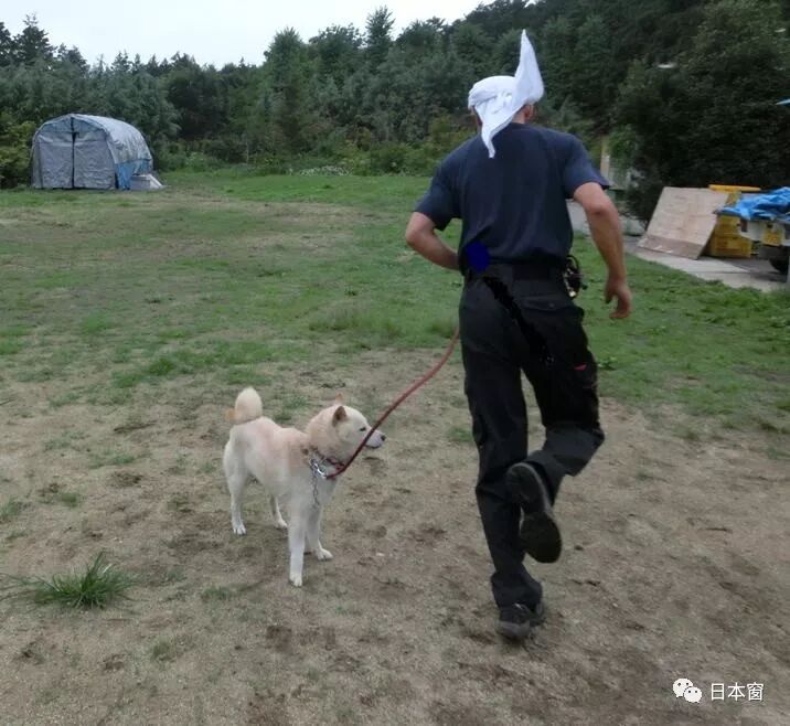 日本驯犬师镜头前打狗引发众怒 知道原因后所有人都沉默了 果然有房 微信公众号文章阅读 Wemp