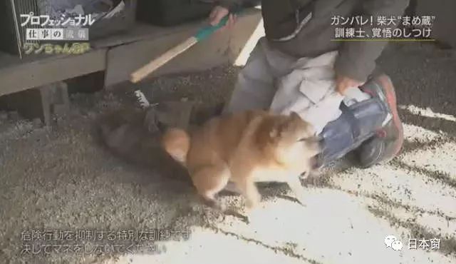 日本馴犬師鏡頭前打狗引發眾怒 知道原因後所有人都沉默了 日本窗 微文庫