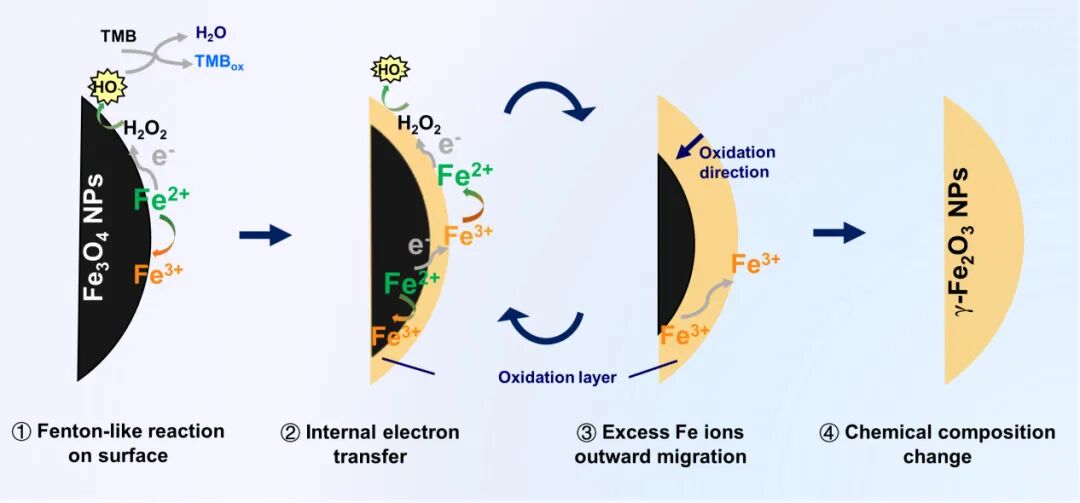 东南大学顾宁院士/张宇教授/马明副研究员《自然·通讯》：纳米酶催化机制研究再获突破