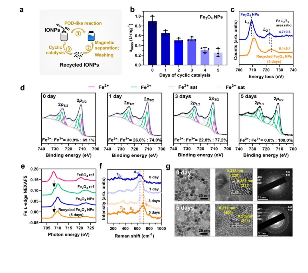 东南大学顾宁院士/张宇教授/马明副研究员《自然·通讯》：纳米酶催化机制研究再获突破
