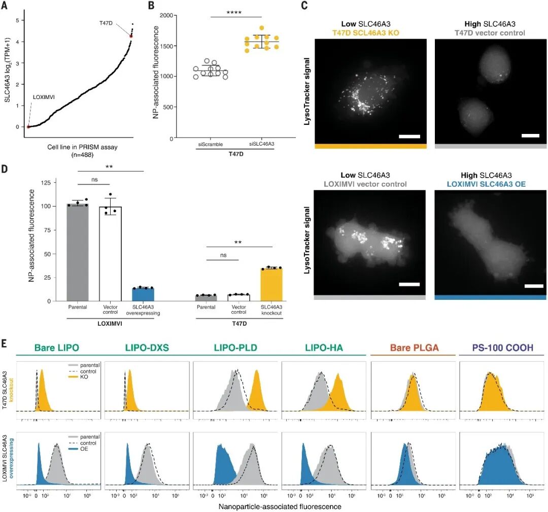 Science新突破：高通量筛选揭示纳米药物递送新规律