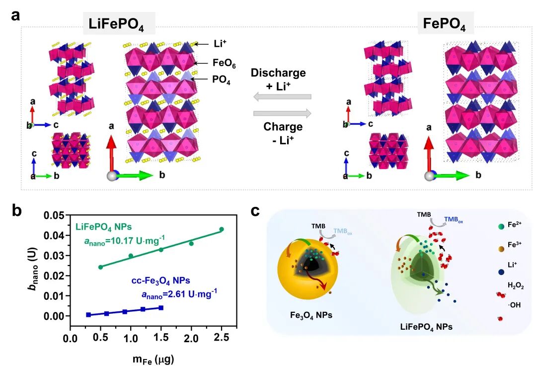 东南大学顾宁院士/张宇教授/马明副研究员《自然·通讯》：纳米酶催化机制研究再获突破