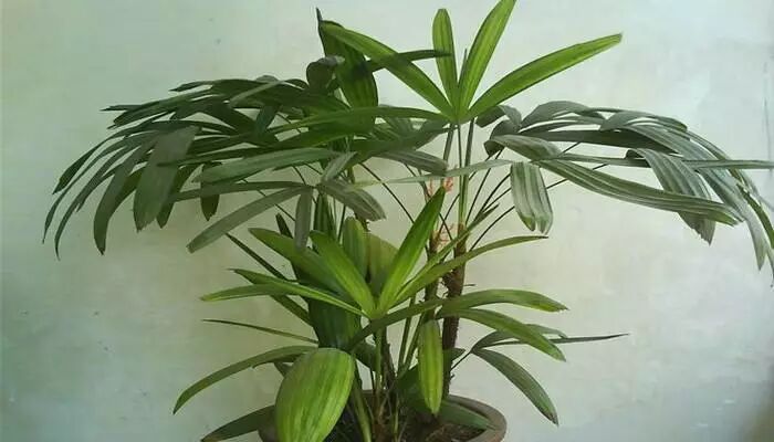 居家植物與風水講究，了解一下？【上】 家居 第5張