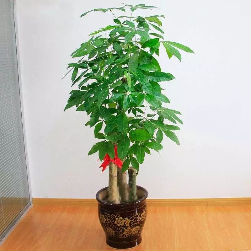 居家植物與風水講究，了解一下？【上】 家居 第7張