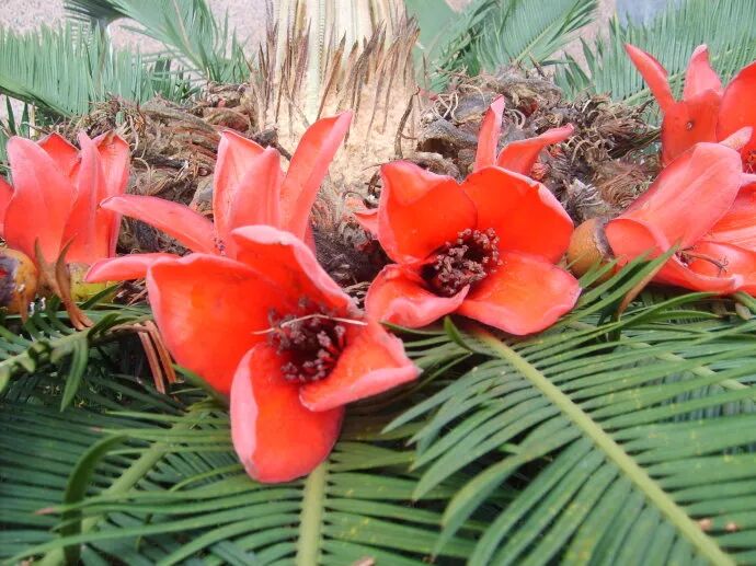 居家植物與風水講究，了解一下？【上】 家居 第4張