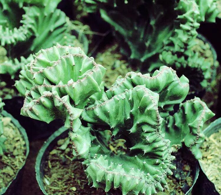 居家植物與風水講究，了解一下？【上】 家居 第10張