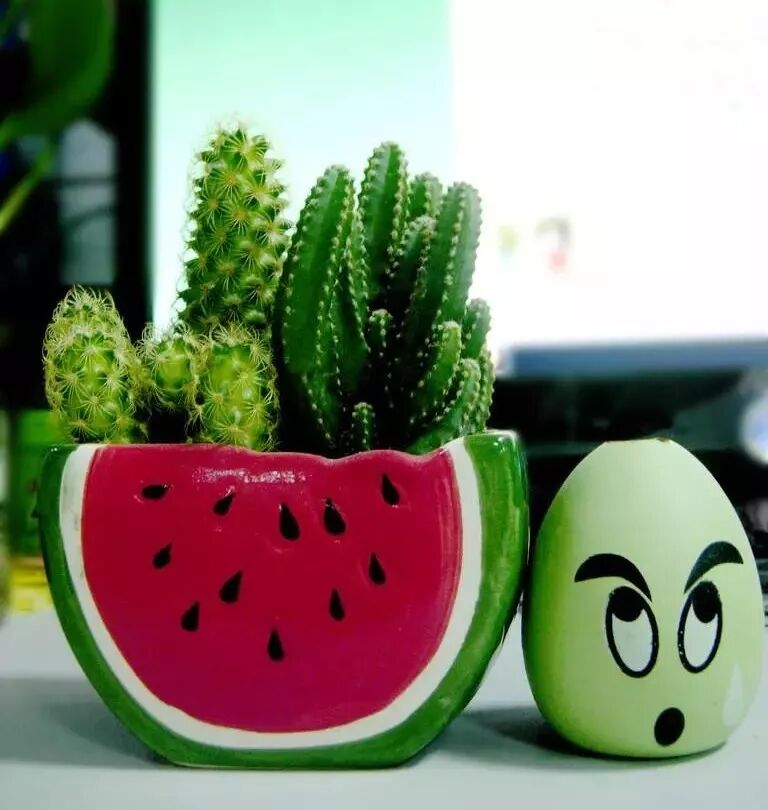 居家植物與風水講究，了解一下？【上】 家居 第8張