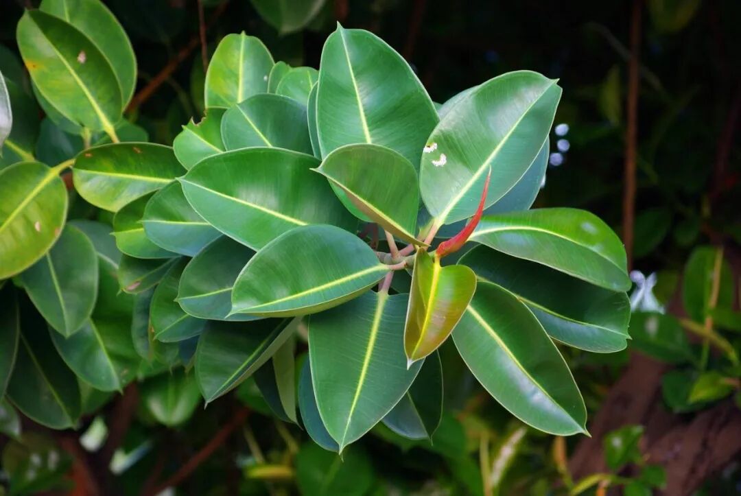 居家植物與風水講究，了解一下？【上】 家居 第6張