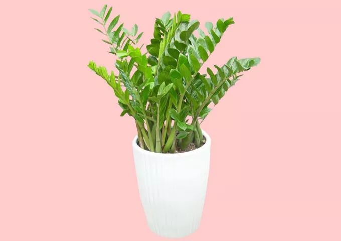 居家植物與風水講究，了解一下？【上】 家居 第3張