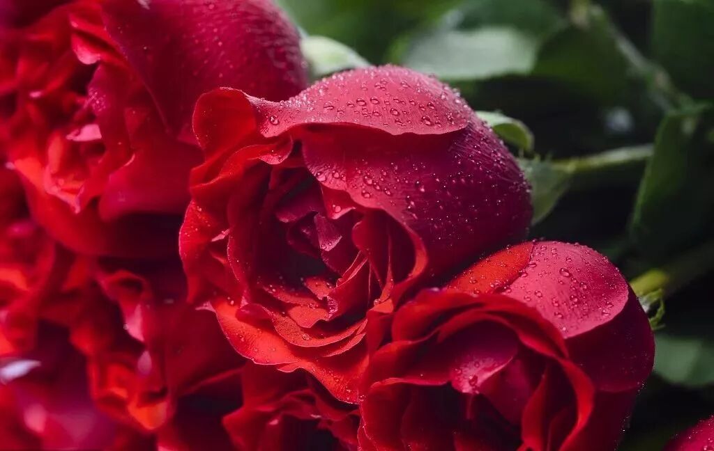 居家植物與風水講究，了解一下？【上】 家居 第11張