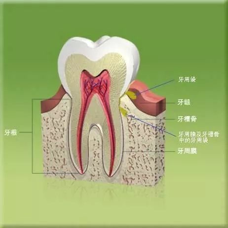 我们了解到牙周炎的外部表现,如 口臭,牙龈出血,牙龈萎缩等,具体就不