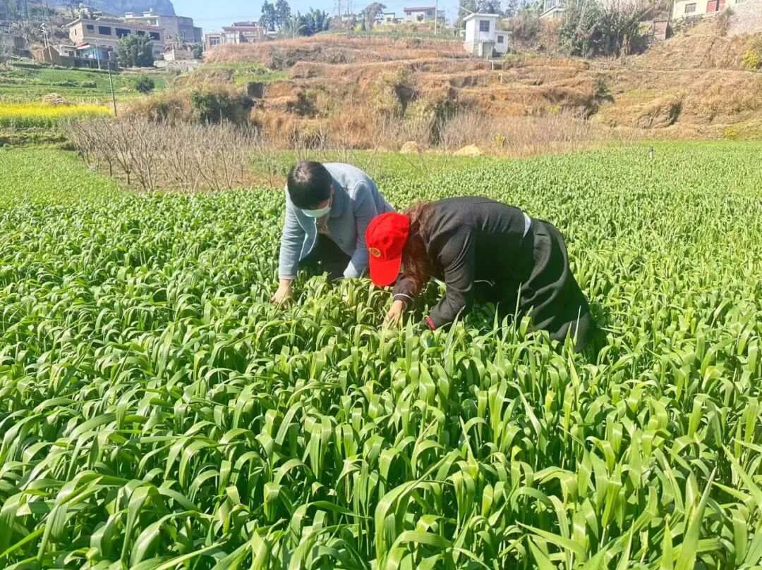 织金县白泥镇积极开展小麦病虫害防治全力保障万亩小麦丰收