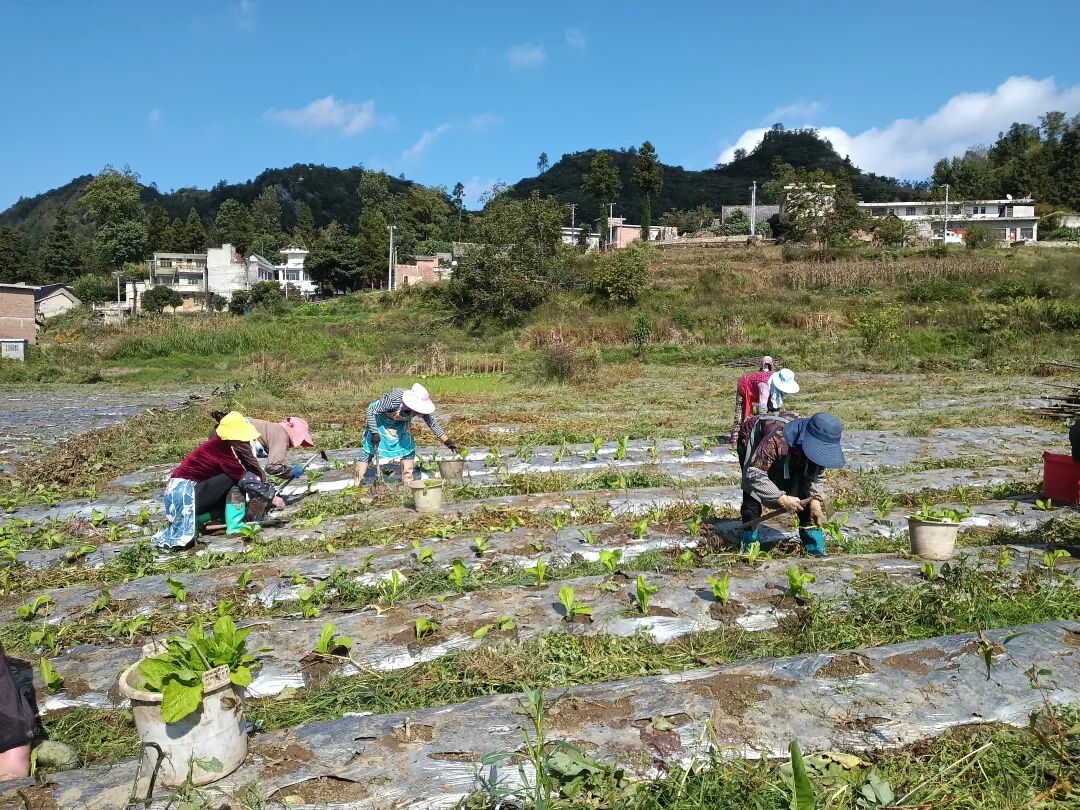 织金县以那镇天气预报今日情况