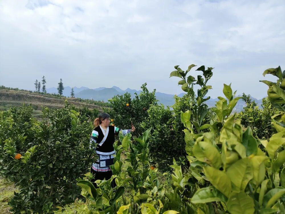 织金县茶店乡:闲地变"金地" 一团"荷"气