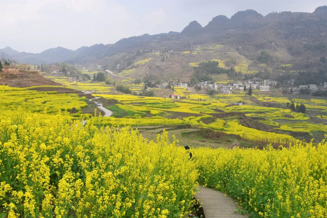 织金千亩油菜迎风舞万顷农田翻金浪