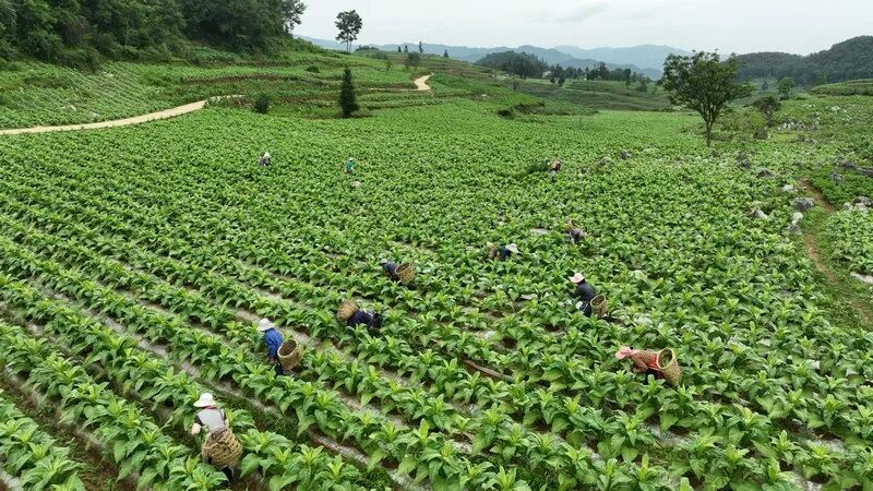 织金:烤烟种植让群众在家门口吃上"产业饭"
