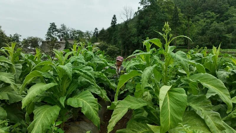 织金:烤烟种植让群众在家门口吃上"产业饭"