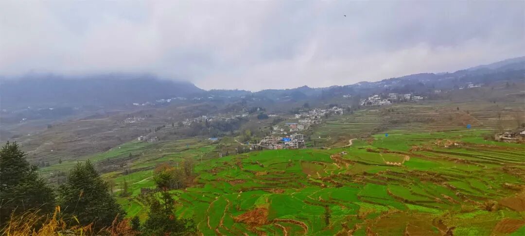 走进织金县白泥镇的万亩麦田,微风拂过,麦苗轻轻晃动,像绿色的地毯