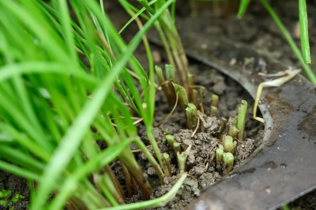 借壳上市只为割韭菜边收购亏损企业边狂卖资产填窟窿