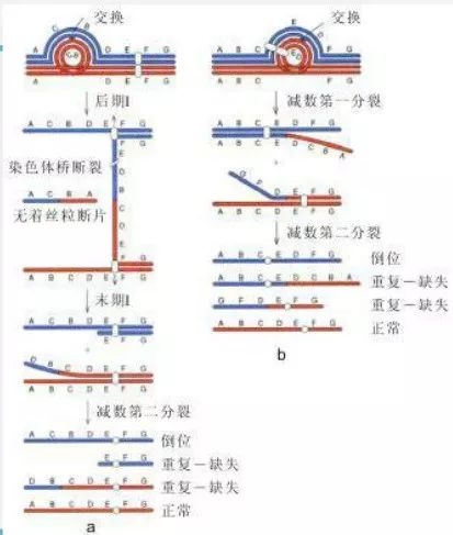 染色体畸变－倒位