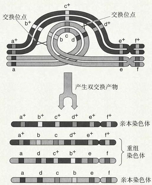 染色体畸变－倒位