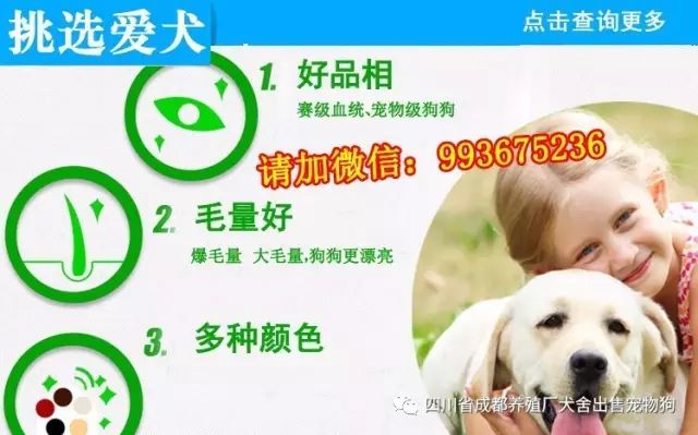 Tlc官网 纯种萨摩幼犬活体狗狗萨摩耶小狗萨摩犬幼崽宠物狗纯白萨摩雪橇犬