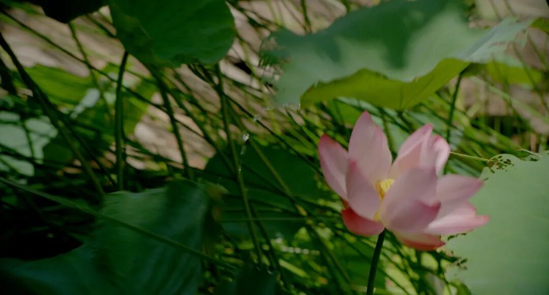 ս����������ɫ�ֲ���һ����裬����ʫ���Ծȣ����й����һλ����ȹ�ӵ�ʿ��