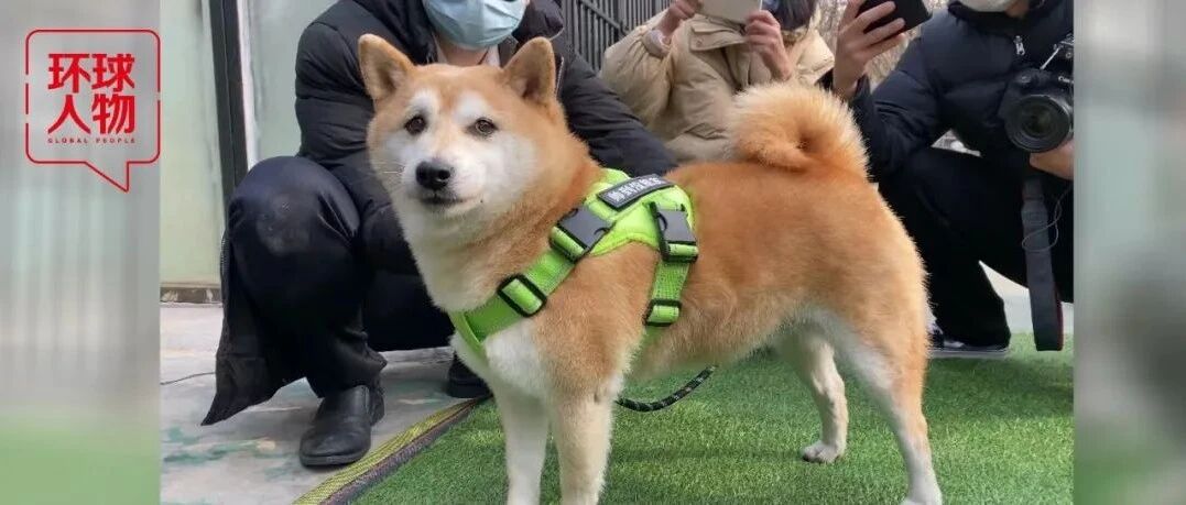 消失的主人，拍卖的16万，一只网红柴犬被遗弃的半生